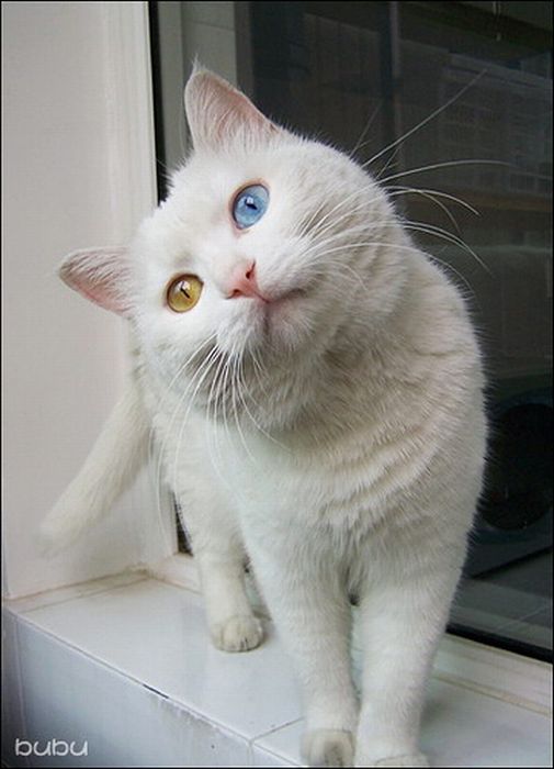 Cat with Two Different Color Eyes (7 pics)