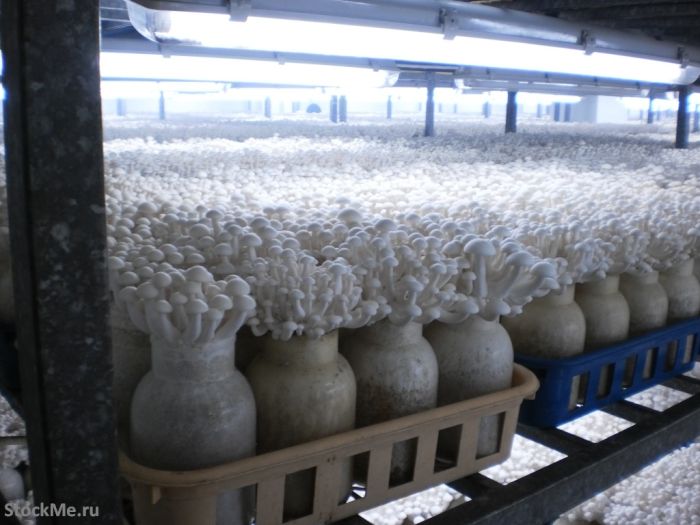 How To Grow Chinese Mushrooms (13 pics)