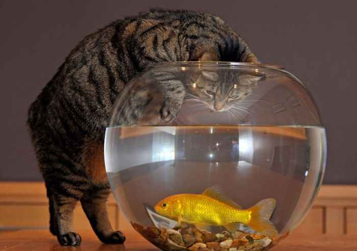 Cat and Goldfish (4 pics)