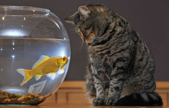 Cat and Goldfish (4 pics)