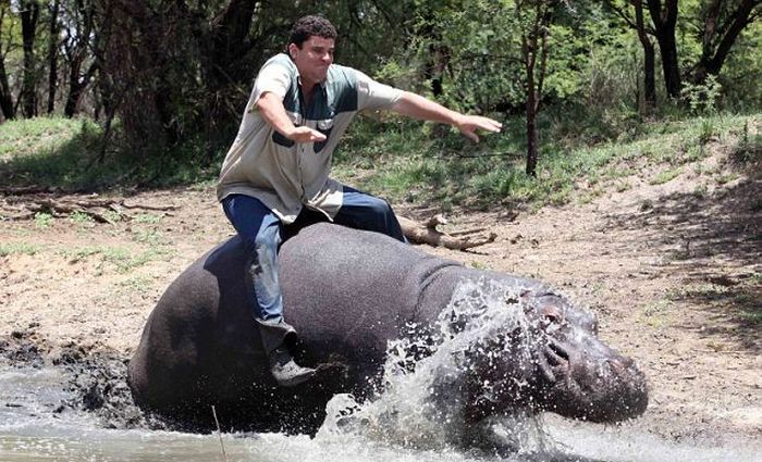 Friends with a Hippo (4 pics)