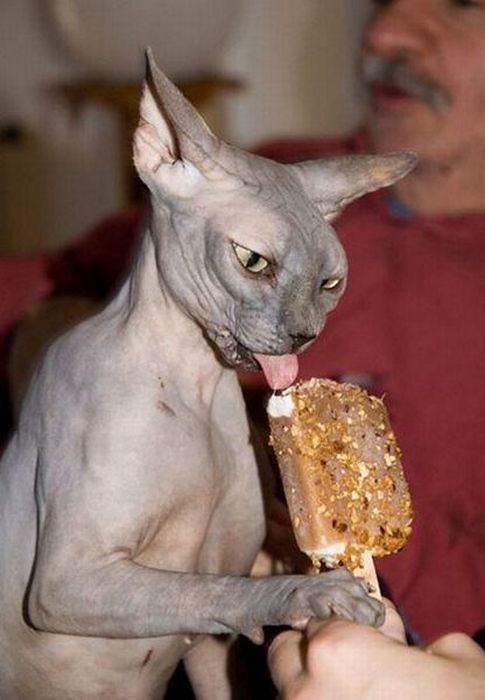 Acid Picdump (96 pics)