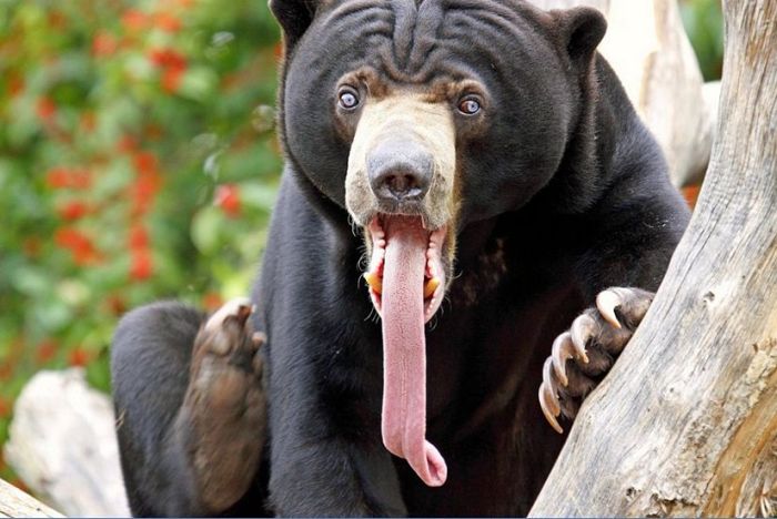 Acid Picdump (96 pics)