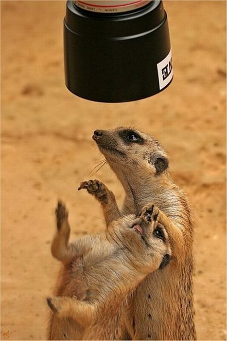 Acid Picdump (96 pics)
