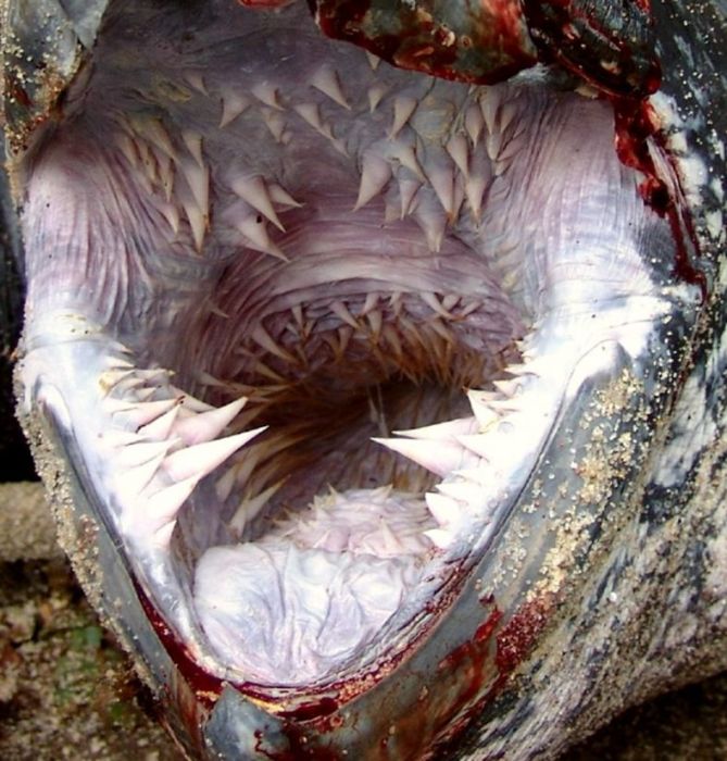 Acid Picdump (96 pics)