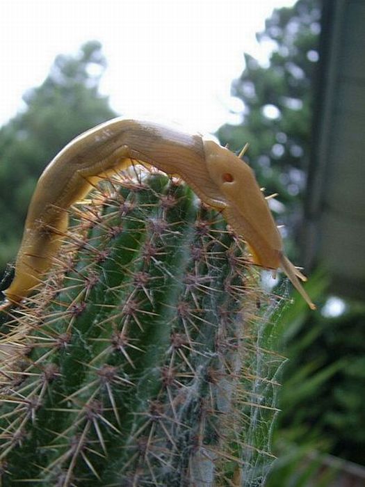 Acid Picdump (96 pics)