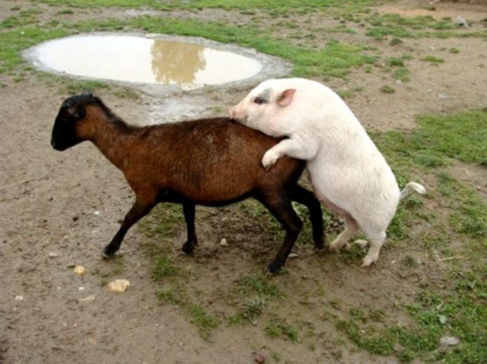 Acid Picdump (96 pics)