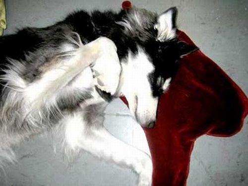 Blood Puddle Pillows (8 pics)
