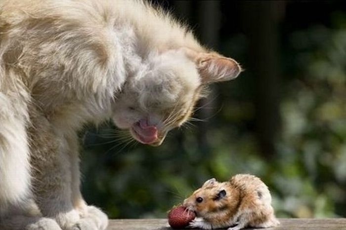Sweet Couple. Cat and Mouse (4 pics)
