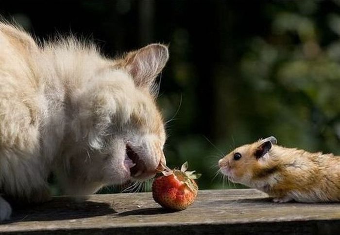 Sweet Couple. Cat and Mouse (4 pics)