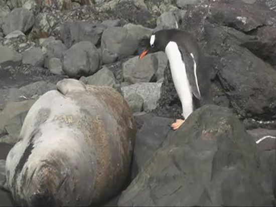 Penguin Jumps on a Seal