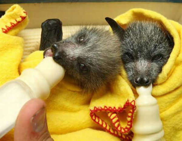 New Home for Baby Bats (21 pics)