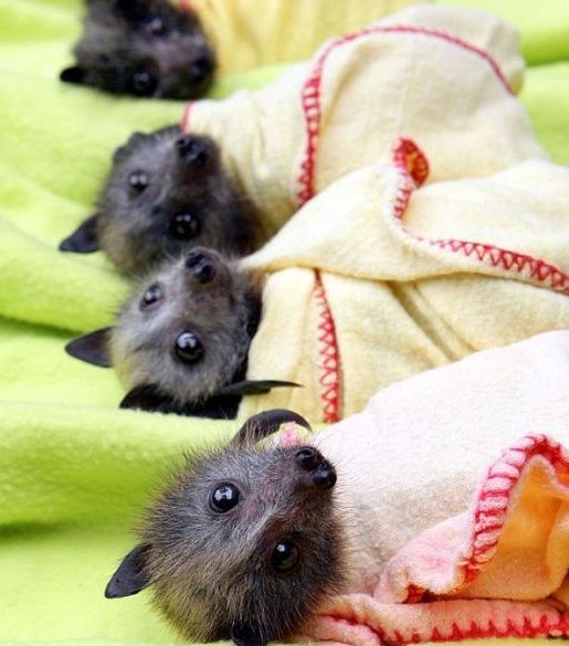 New Home for Baby Bats (21 pics)