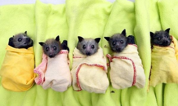 New Home for Baby Bats (21 pics)