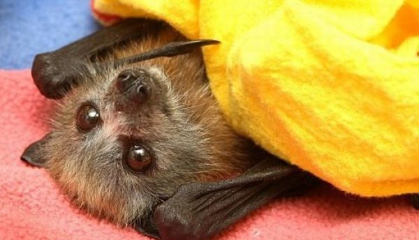 New Home for Baby Bats (21 pics)