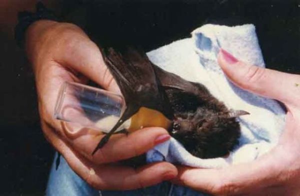 New Home for Baby Bats (21 pics)