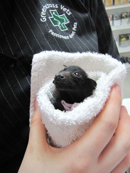 New Home for Baby Bats (21 pics)