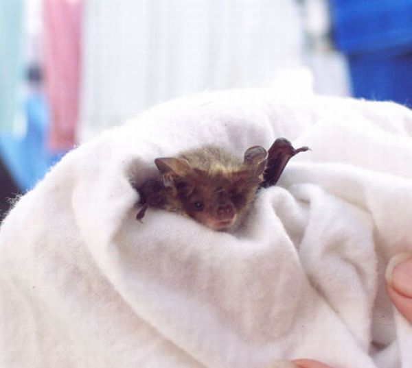 New Home for Baby Bats (21 pics)