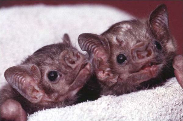 New Home for Baby Bats (21 pics)