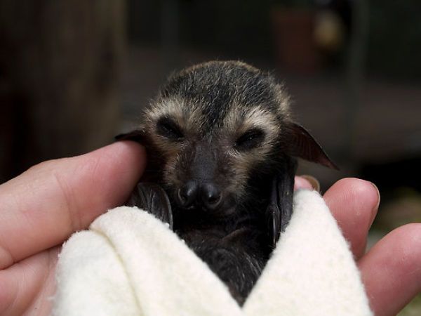 New Home for Baby Bats (21 pics)