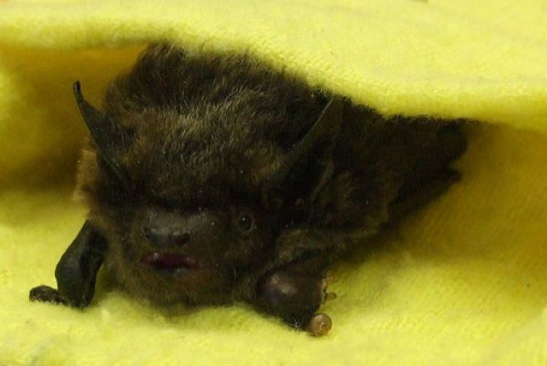 New Home for Baby Bats (21 pics)