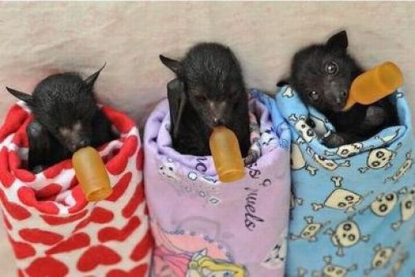 New Home for Baby Bats (21 pics)