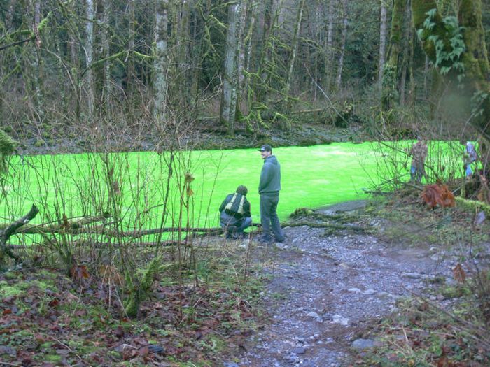 Neon Green River (17 pics + 1 video)