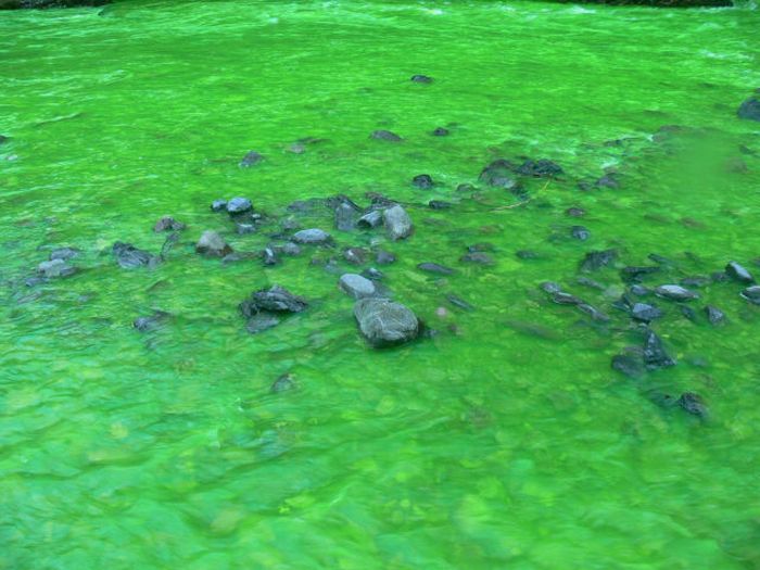 Neon Green River (17 pics + 1 video)