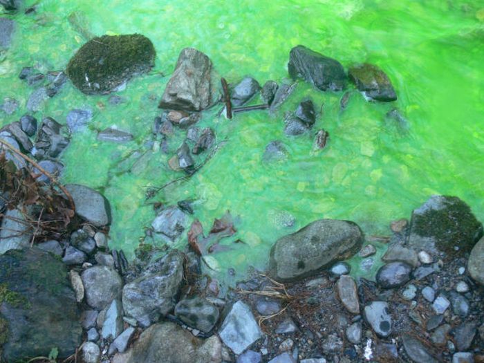 Neon Green River (17 pics + 1 video)