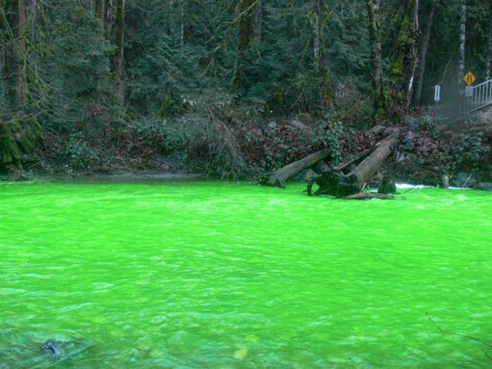 Neon Green River (17 pics + 1 video)