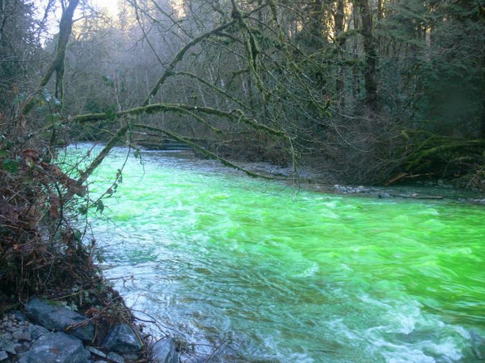 Neon Green River (17 pics + 1 video)