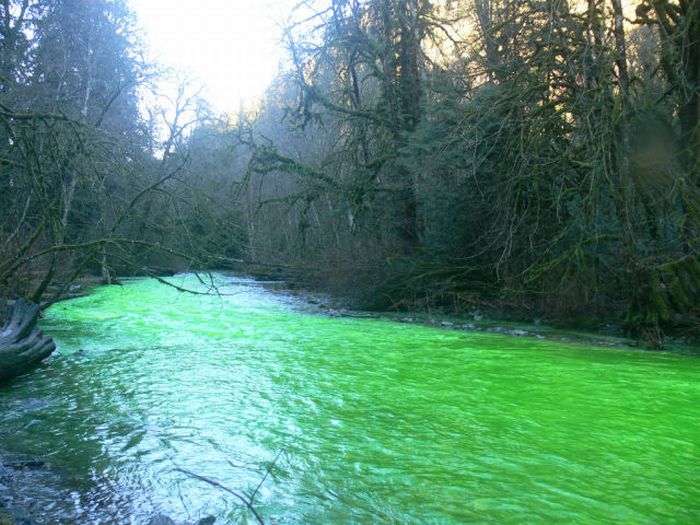 Neon Green River (17 pics + 1 video)