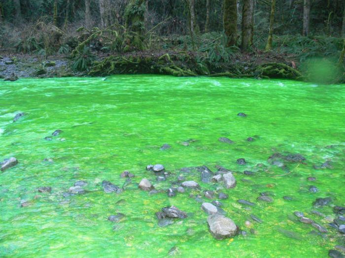 Neon Green River (17 pics + 1 video)