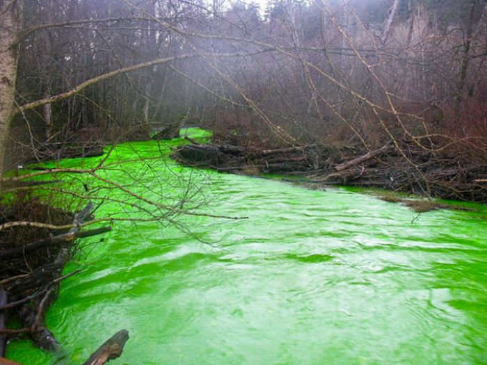 Neon Green River (17 pics + 1 video)