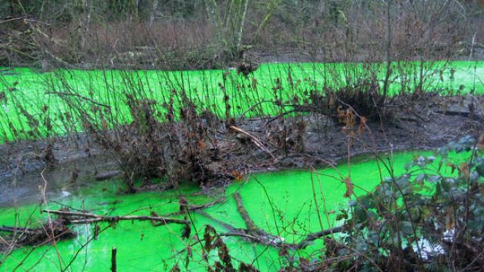 Neon Green River (17 pics + 1 video)