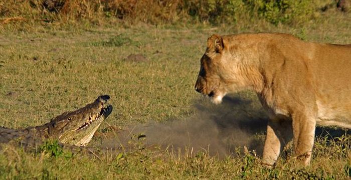 Three Lionesses vs Crocodile (9 pics)