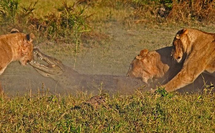 Three Lionesses vs Crocodile (9 pics)