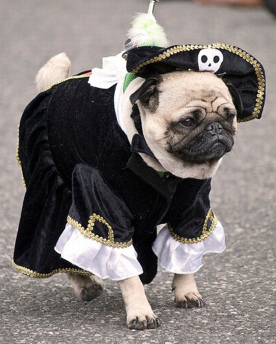 Pug Pirates (24 pics)