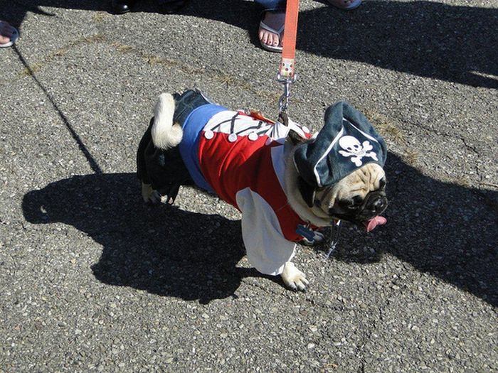 Pug Pirates (24 pics)