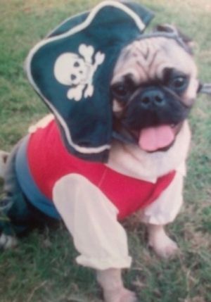 Pug Pirates (24 pics)