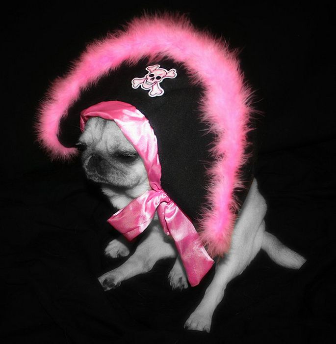 Pug Pirates (24 pics)