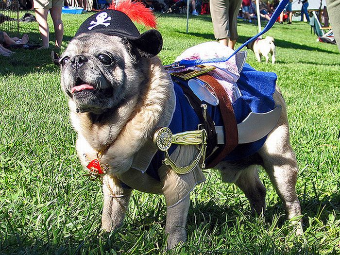 Pug Pirates (24 pics)