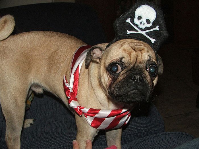 Pug Pirates (24 pics)