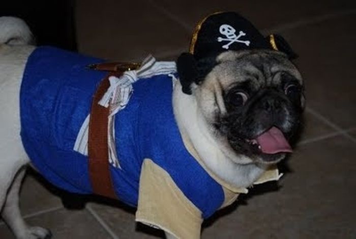 Pug Pirates (24 pics)