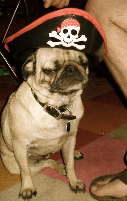Pug Pirates (24 pics)