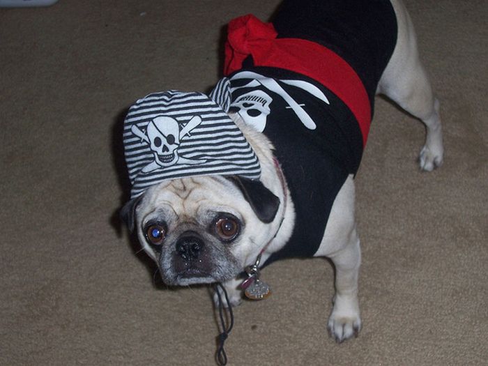 Pug Pirates (24 pics)