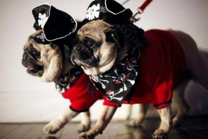 Pug Pirates (24 pics)