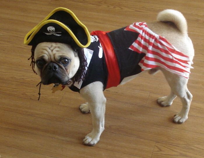 Pug Pirates (24 pics)