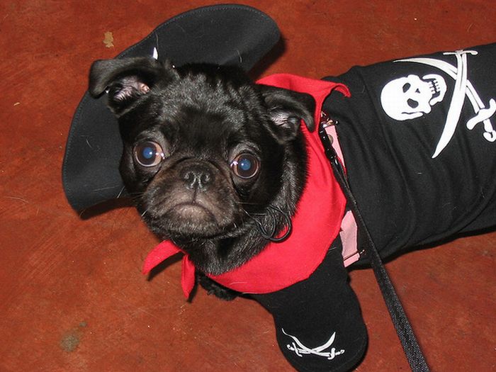 Pug Pirates (24 pics)