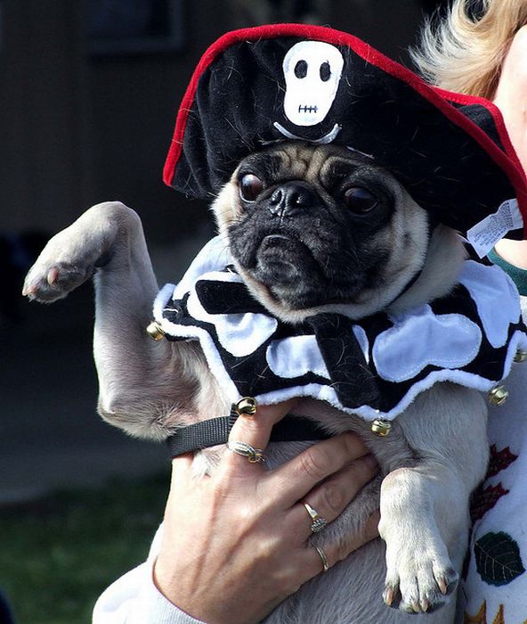 Pug Pirates (24 pics)
